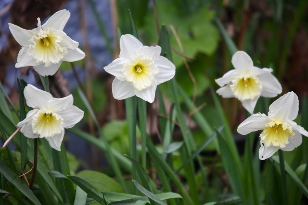 Daffodils 25