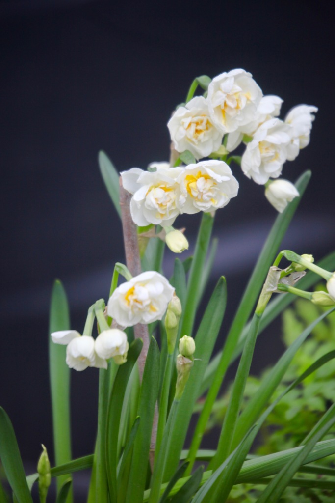 Daffodils 26