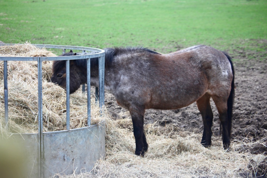 Pony eating hay 1
