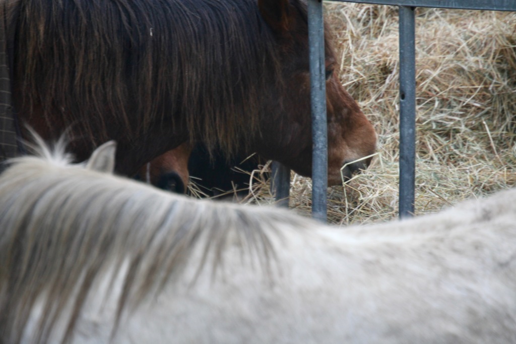 Ponies eating hay 1