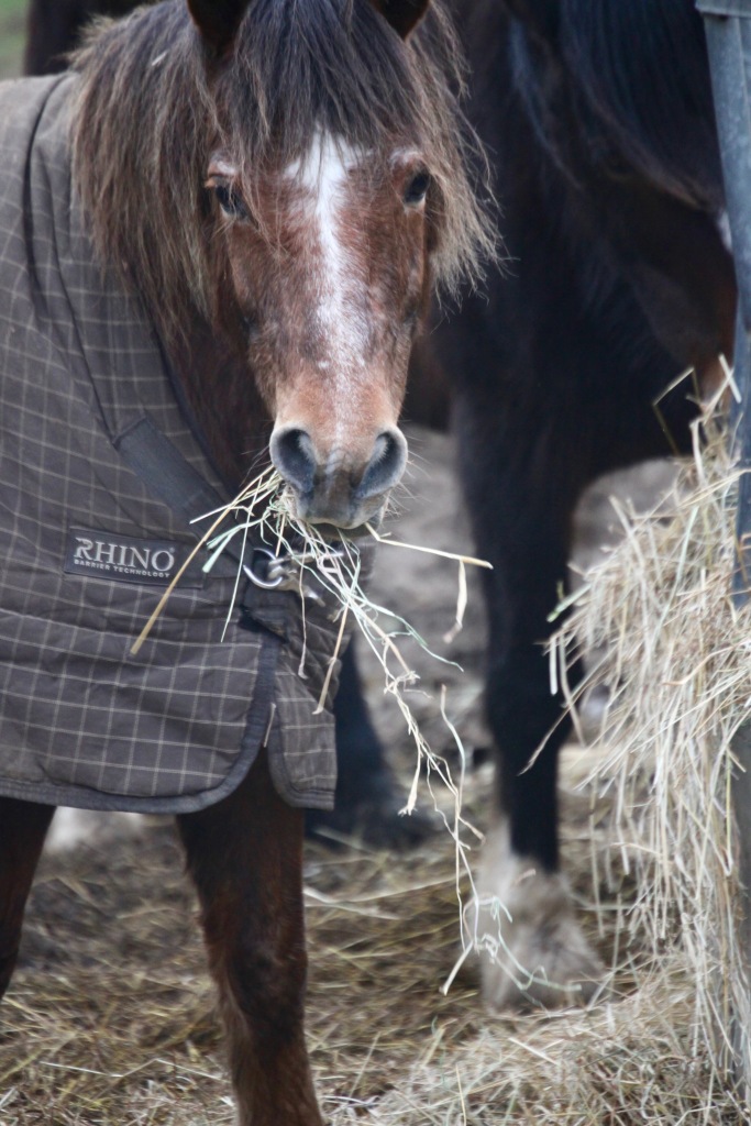 Pony eating hay 3