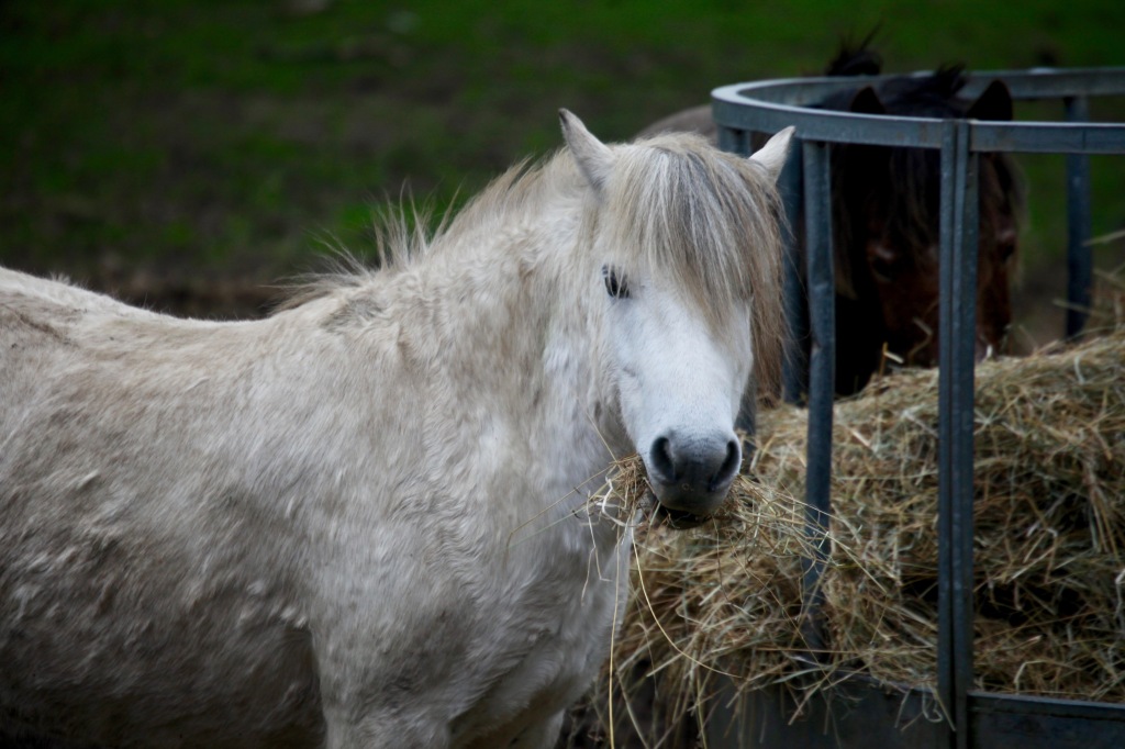 Pony eating hay 5