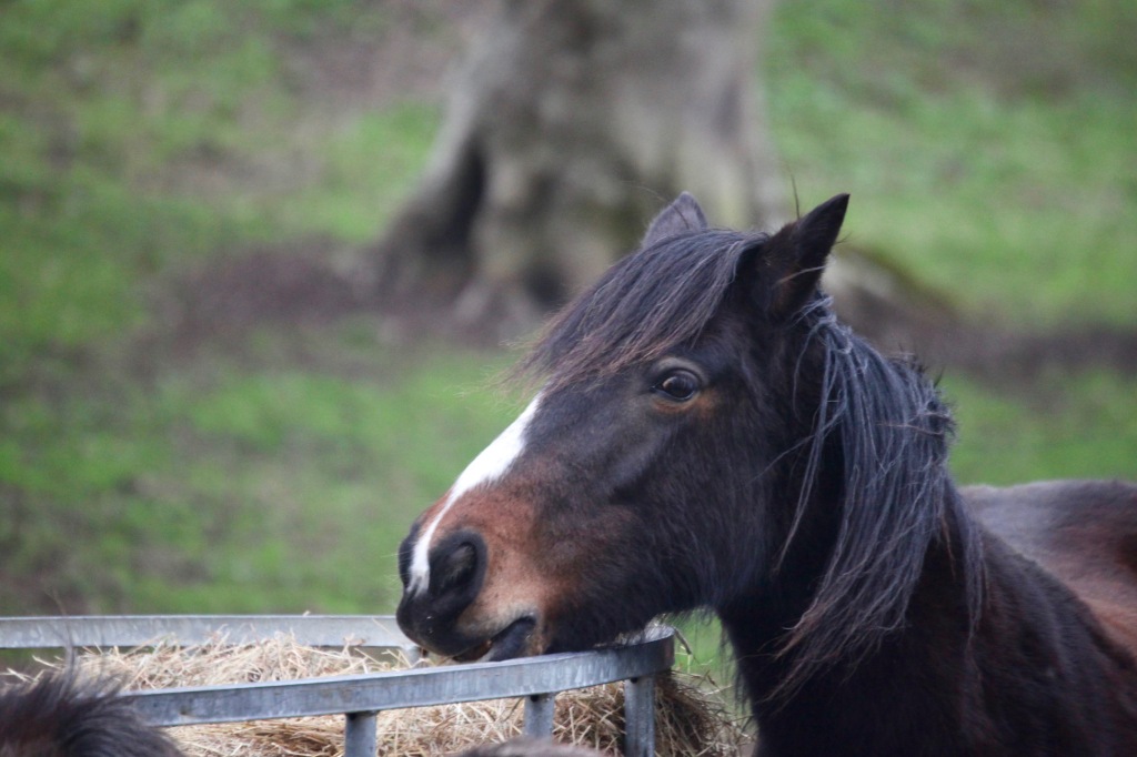 Pony eating hay 7