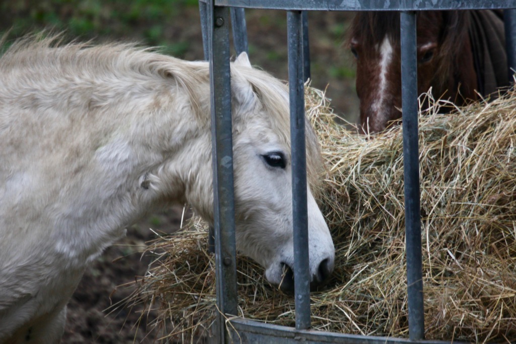 Ponies eating hay 3