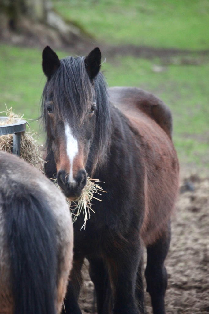 Pony eating hay 8