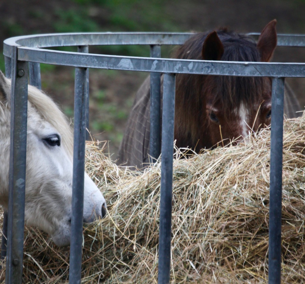 Ponies eating hay 4