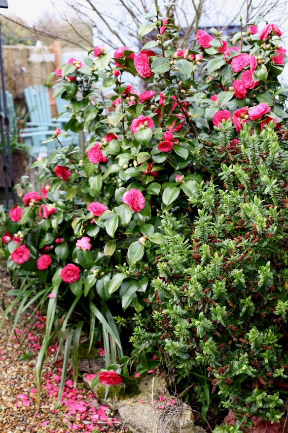 Camellias 1