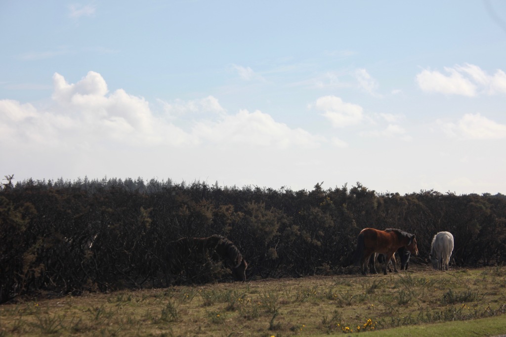 Ponies and burnt gorse 1