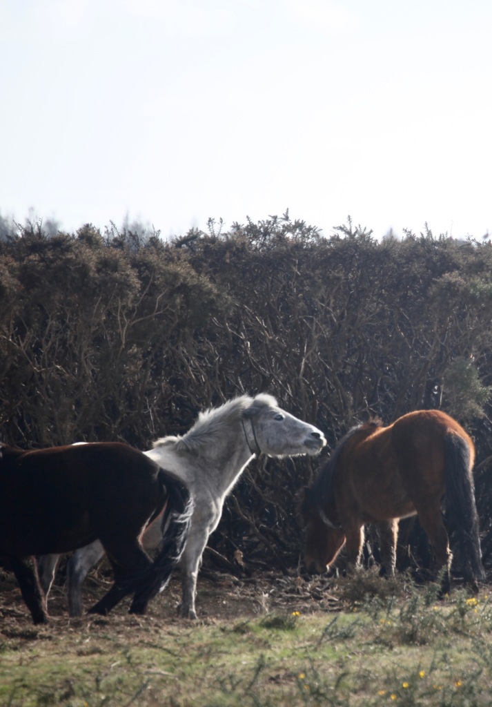 Ponies and burnt gorse 2