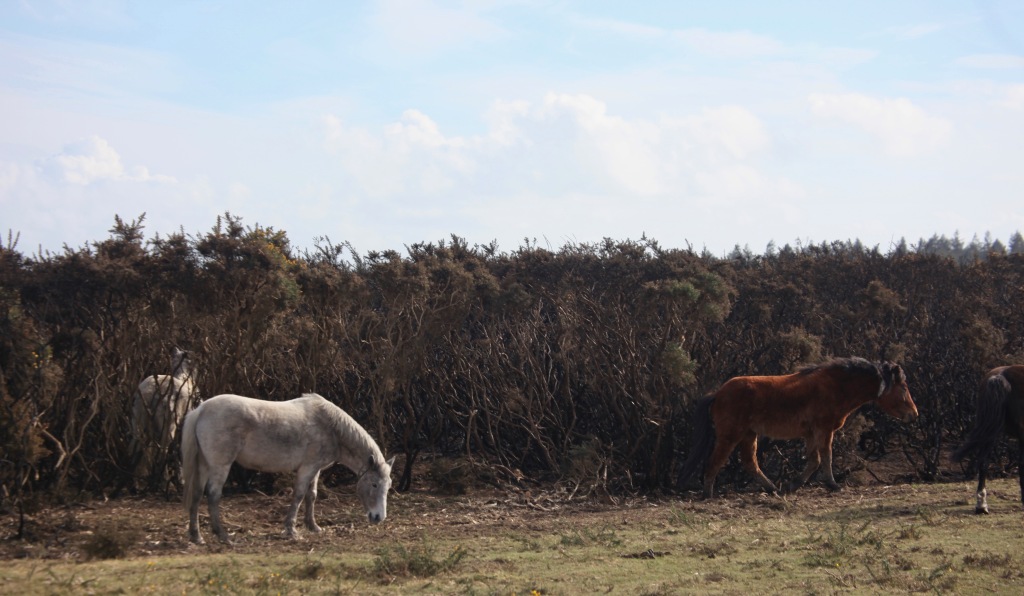 Ponies and burnt gorse 3