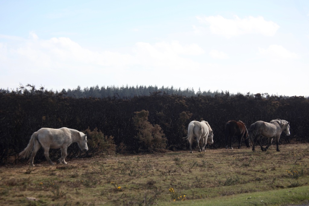 Ponies and burnt gorse 4