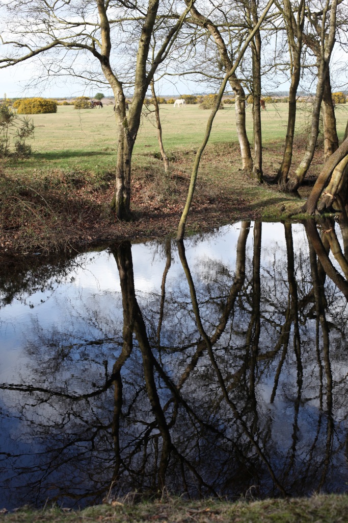 Trees reflected 2