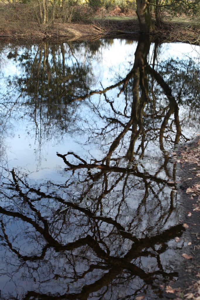 Trees reflected 4