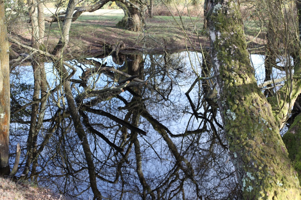 Trees reflected 6