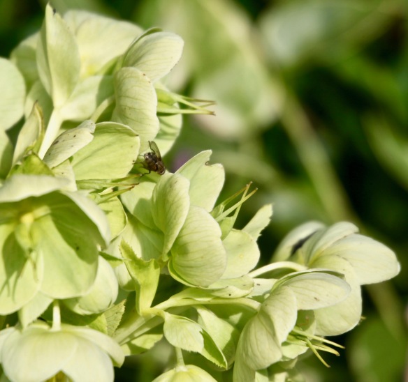 Fly on hellebore