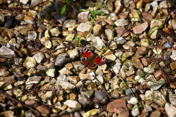 Peacock butterfly on gravel