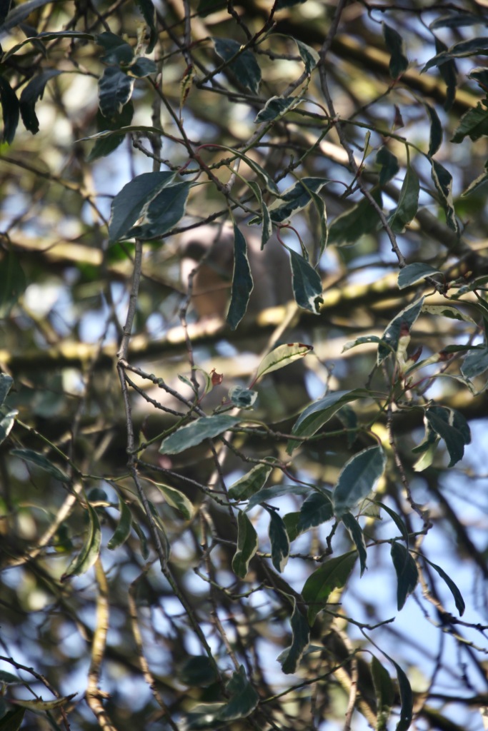 Collared doves 3