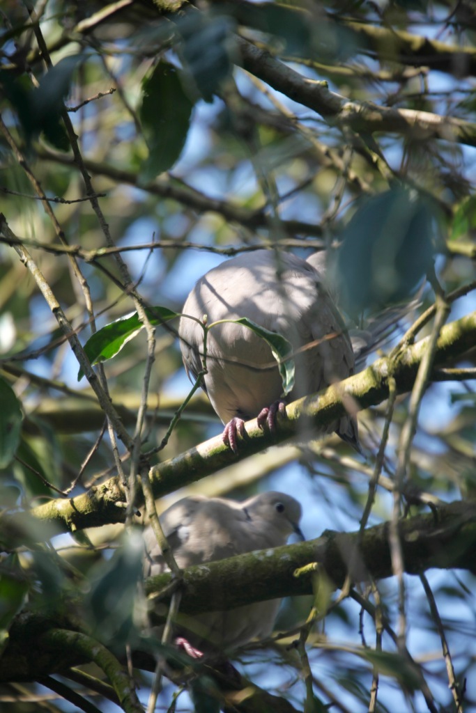 Collared doves 4