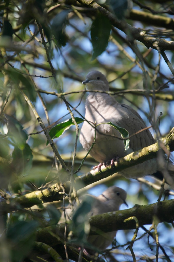 Collared doves 5