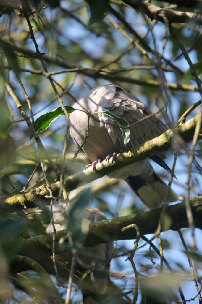 Collared doves 6