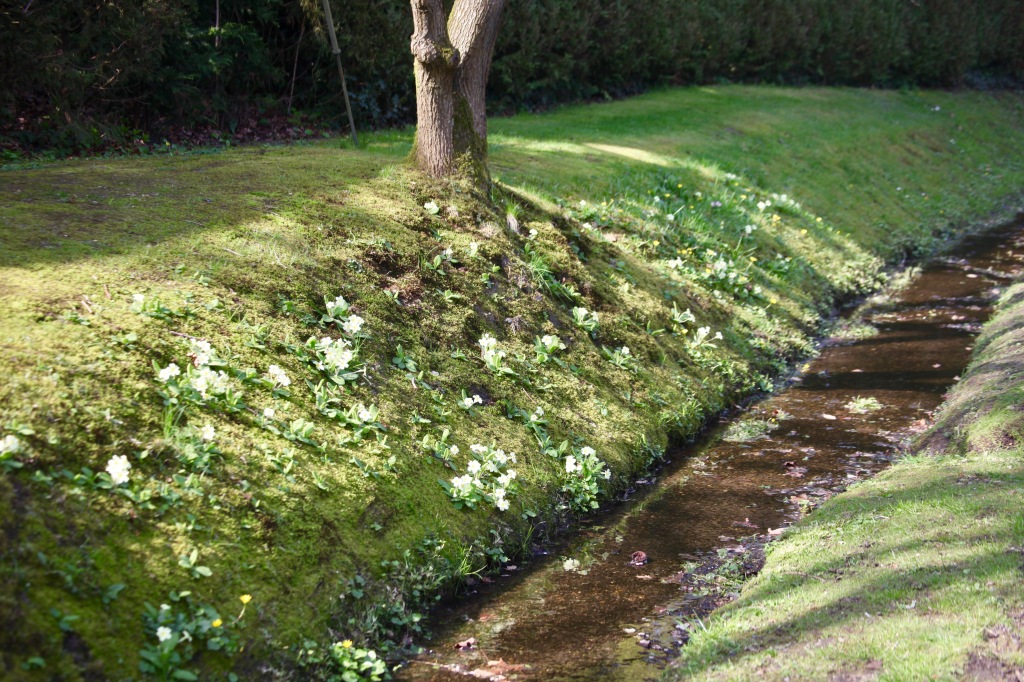 Primroses on bank of stream 2