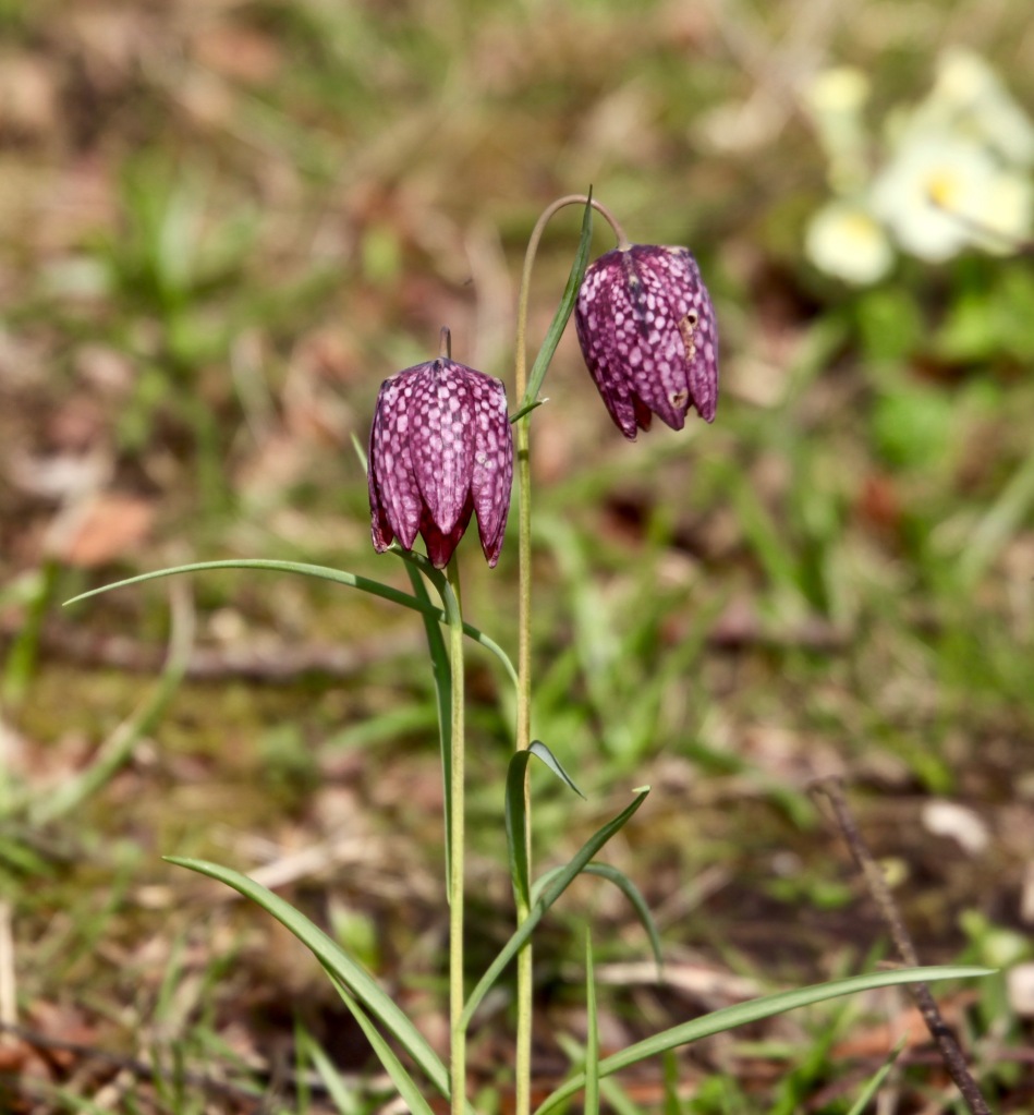 Snake's head fritillaries