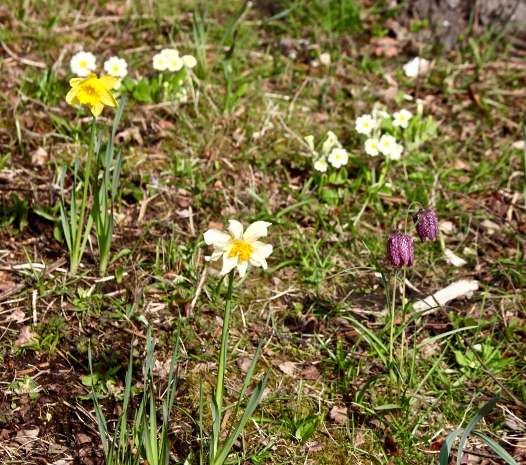 Snake's head fritillaries, daffodils, primroses