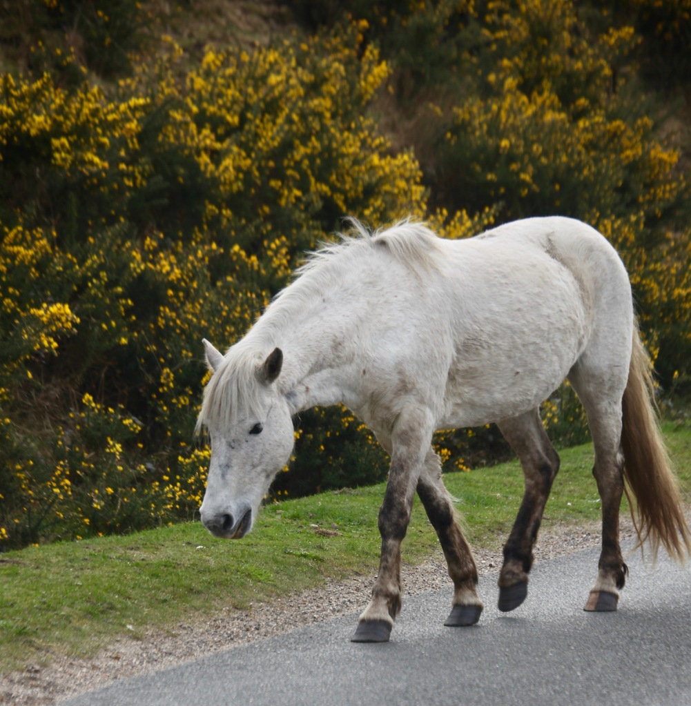 Pony on road 1