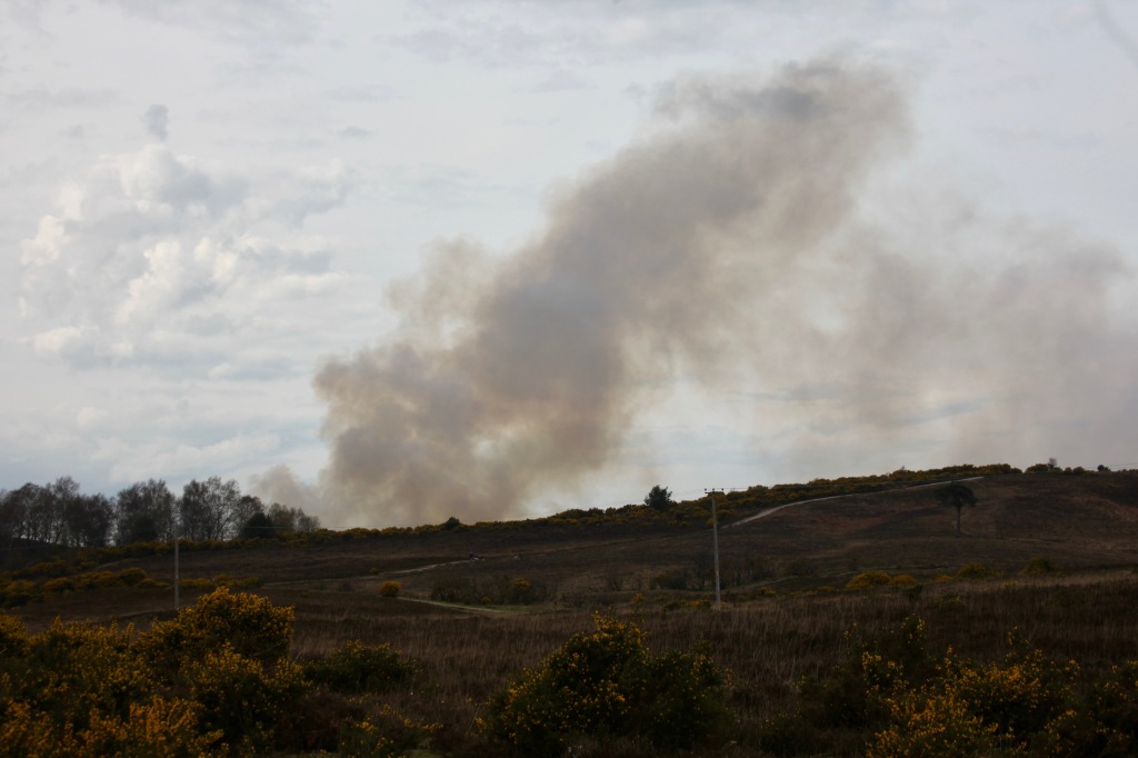 Landscape with controlled burning