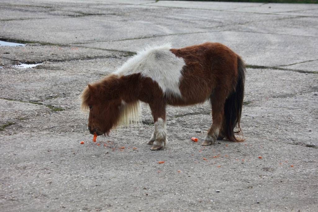 Shetland pony eating carrots 1