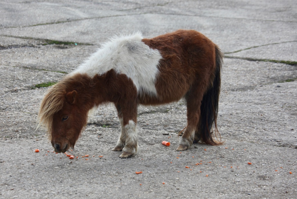 Shetland pony eating carrots 2
