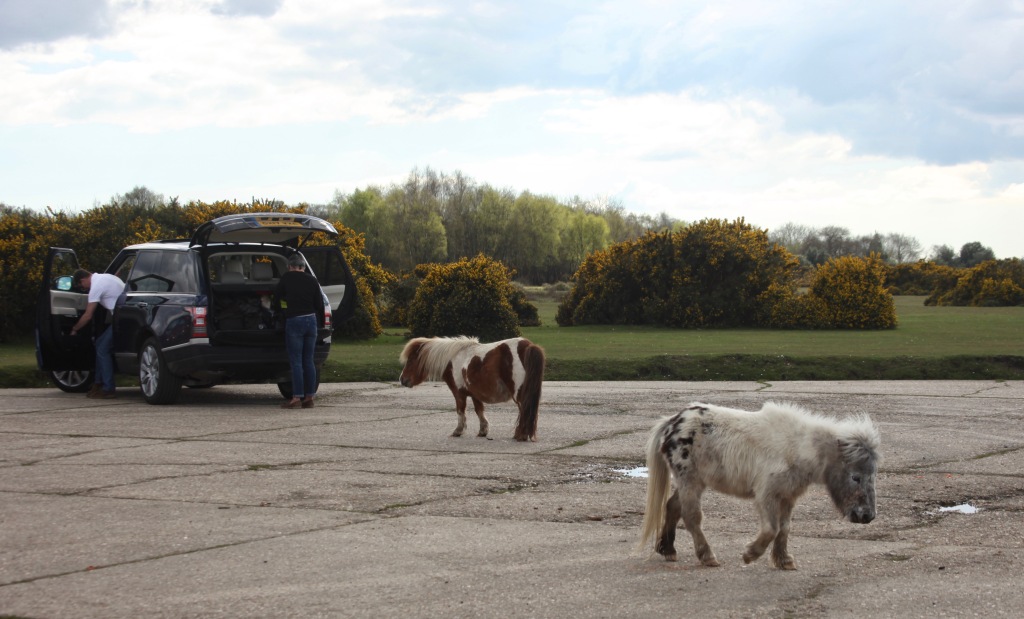Shetland ponies in car park 1