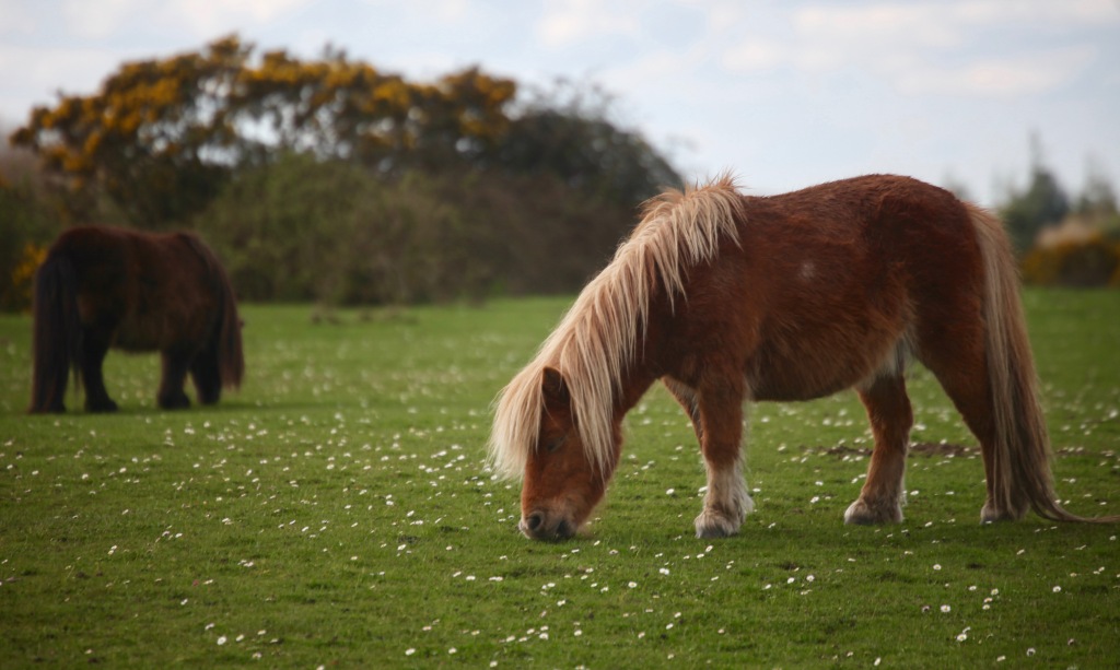 Shetland ponies 1