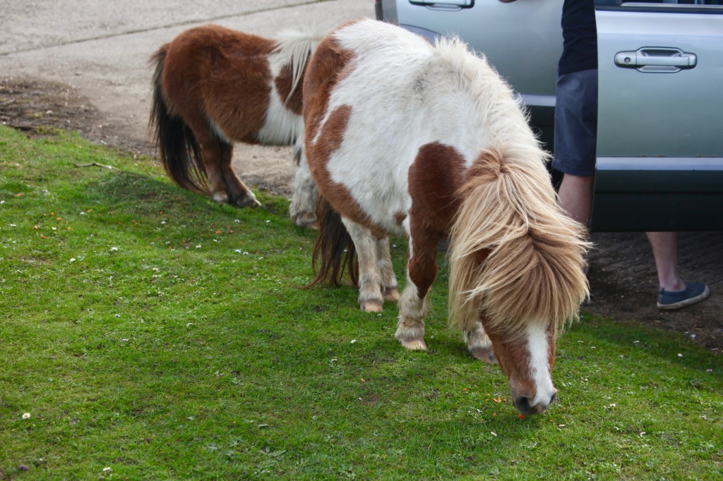 Shetland ponies eating carrots 1