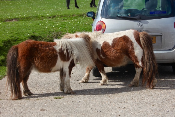 Shetland ponies by Modus