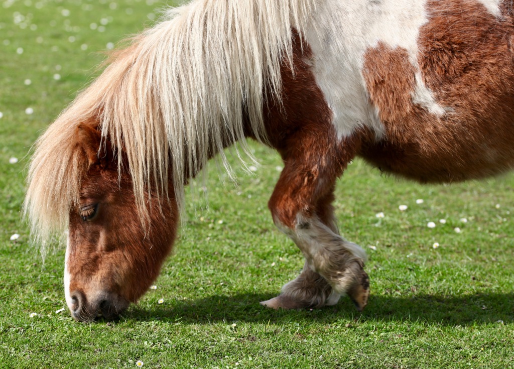 Shetland pony 3