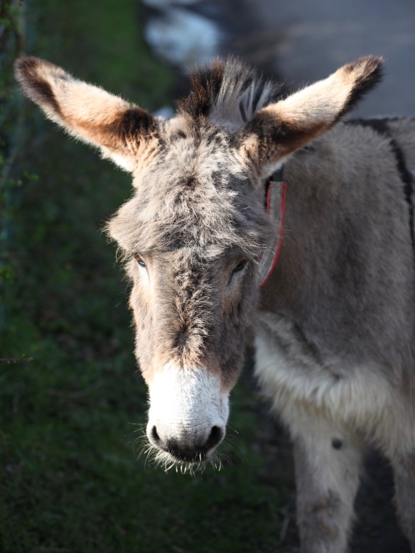 Donkey 1