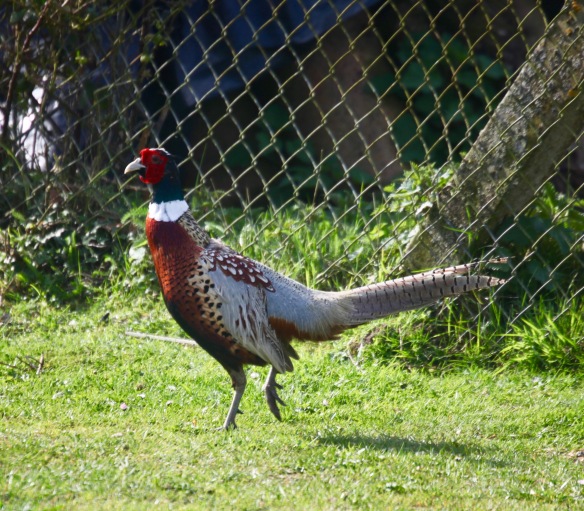 Pheasant cock 1
