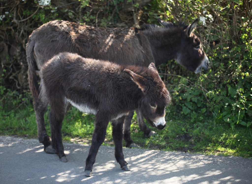 Donkey and foal 3