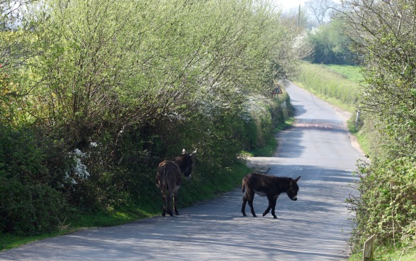 Donkey and foal on road 1
