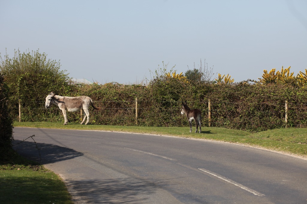 Donkey and foal 4