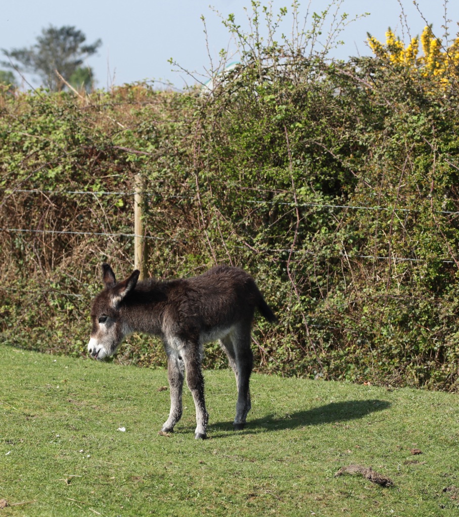 Donkey foal 3