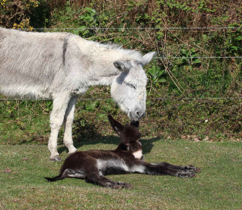 Donkey and foal 7