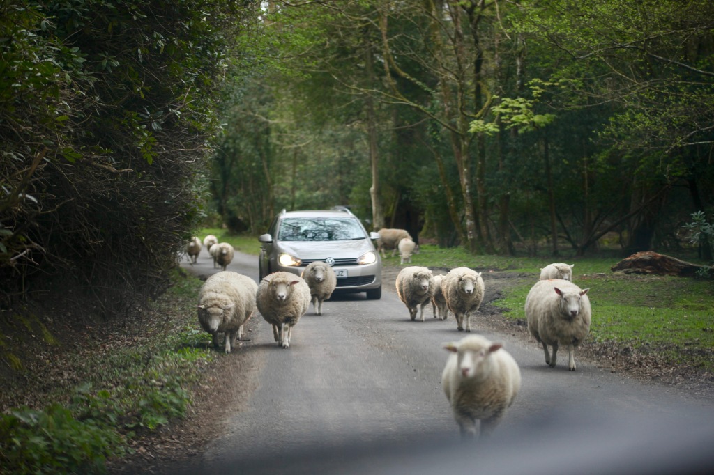 Sheep on road 1