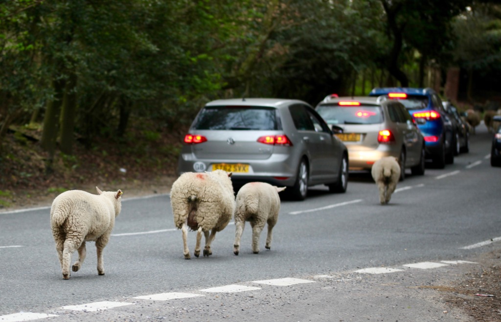 Sheep on road 4