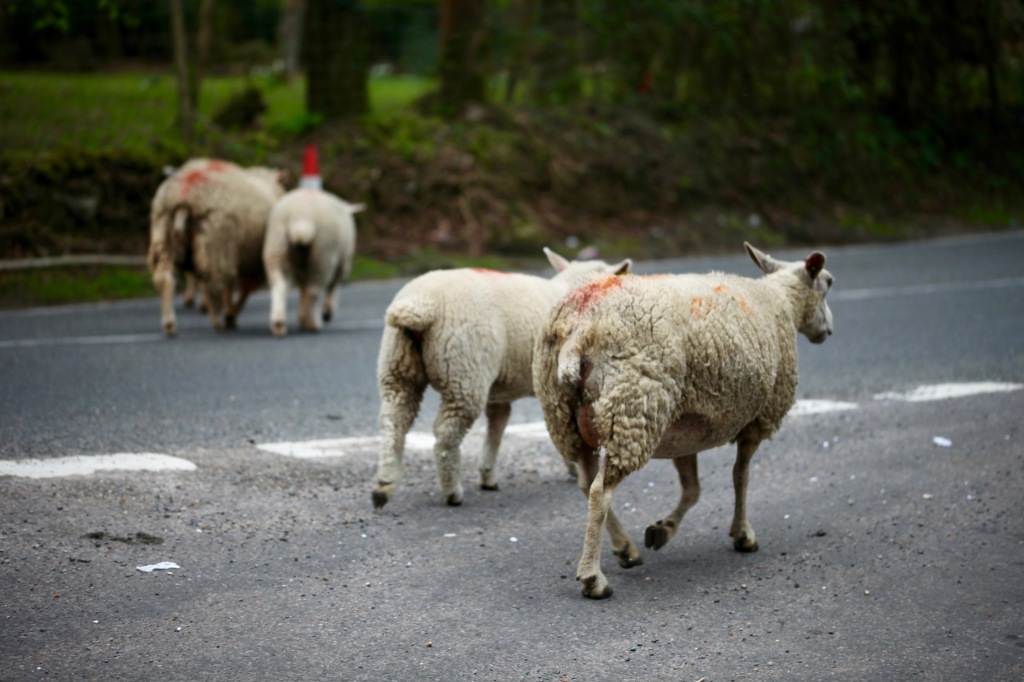 Sheep on road 5