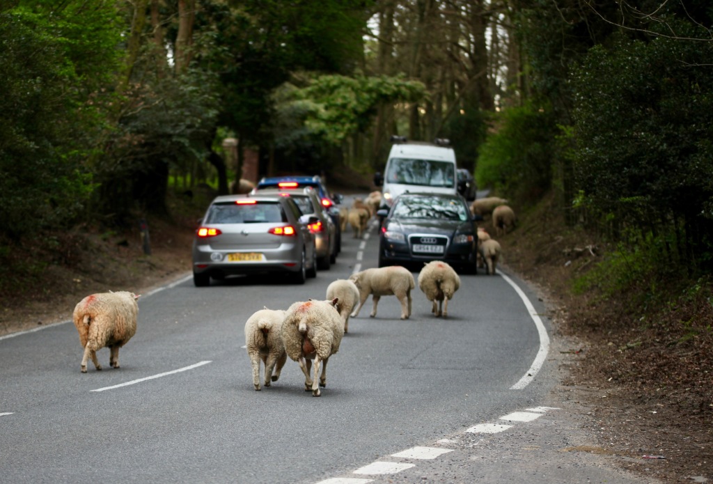 Sheep on road 6