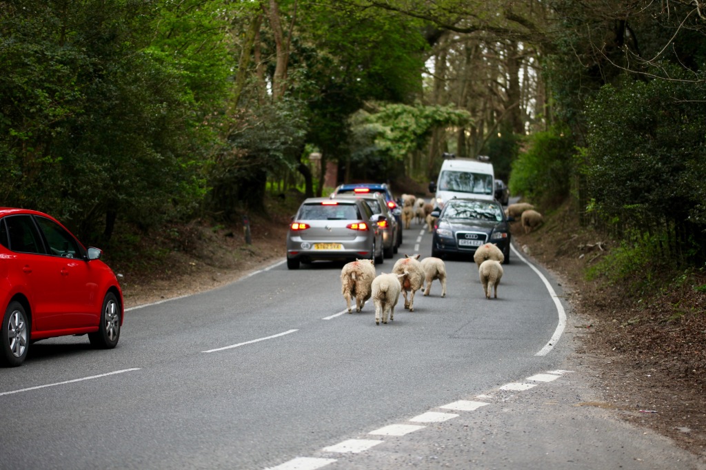 Sheep on road 7