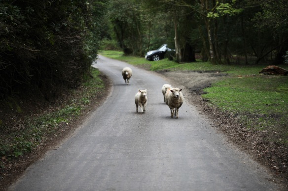 Sheep on road 8