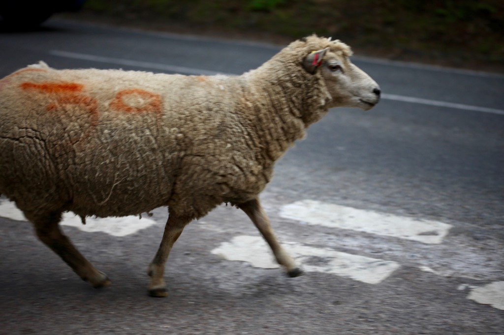 Sheep on road 9
